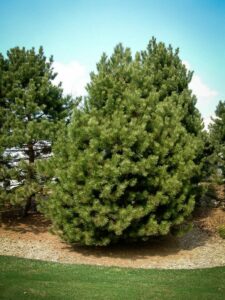 Сосна Чёрная (Pinus Nigra) купить по цене от 270.00р. в интернет-магазине «Посадика» с доставкой почтой в в Катав-Ивановске и по всей России – [изображение №1].