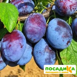 Слива Чачакская ранняя купить по цене от 229.00р. в интернет-магазине «Посадика» с доставкой почтой в в Катав-Ивановске и по всей России – [изображение №1].