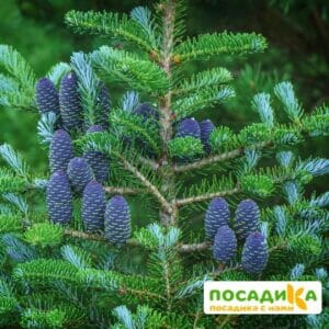 Пихта корейская (Abies koreana) купить по цене от 450.00р. в интернет-магазине «Посадика» с доставкой почтой в в Катав-Ивановске и по всей России – [изображение №1].