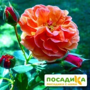 Роза Арабия купить по цене от 350.00р. в интернет-магазине «Посадика» с доставкой почтой в в Катав-Ивановске и по всей России – [изображение №1].