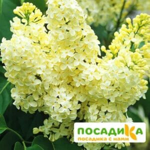 Сирень Примроуз (Primrose) купить по цене от 529.00р. в интернет-магазине «Посадика» с доставкой почтой в в Катав-Ивановске и по всей России – [изображение №1].