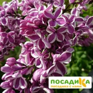 Сирень Сенсация купить по цене от 529.00р. в интернет-магазине «Посадика» с доставкой почтой в в Катав-Ивановске и по всей России – [изображение №1].