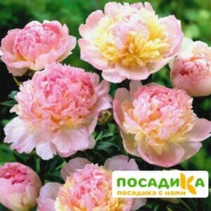 Пион Распберри Сандей (Paeonia Raspberry Sundae) купить по цене от 959р. в интернет-магазине «Посадика» с доставкой почтой в в Катав-Ивановске и по всей России – [изображение №1].