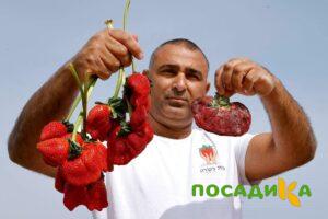 Клубника Гигант Джорнея купить по цене от 266р. в интернет-магазине «Посадика» с доставкой почтой в в Катав-Ивановске и по всей России – [изображение №1].