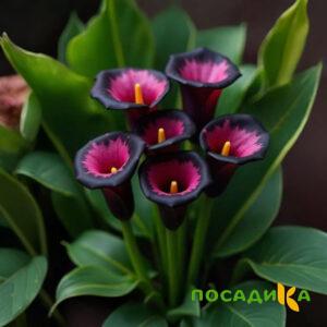 Калла Аура Лейс купить по цене от 400р. в интернет-магазине «Посадика» с доставкой почтой в в Катав-Ивановске и по всей России – [изображение №1].