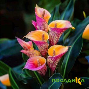 Калла Оникс купить по цене от 450р. в интернет-магазине «Посадика» с доставкой почтой в в Катав-Ивановске и по всей России – [изображение №1].