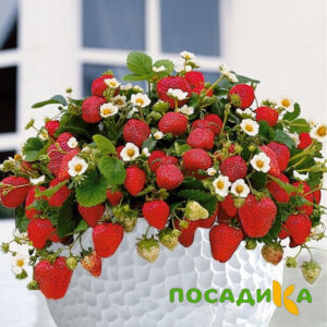 Клубника Рубиновый Шепот (горшечная) купить по цене от 240р. в интернет-магазине «Посадика» с доставкой почтой в в Катав-Ивановске и по всей России – [изображение №1].