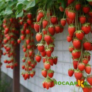 Клубника вьющаяся Комплимент купить по цене от 470р. в интернет-магазине «Посадика» с доставкой почтой в в Катав-Ивановске и по всей России – [изображение №1].