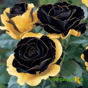 Роза Ханни Сикл купить по цене от 700р. в интернет-магазине «Посадика» с доставкой почтой в в Катав-Ивановске и по всей России – [изображение №1].