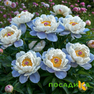 Пион акварельный Этюд купить по цене от 806р. в интернет-магазине «Посадика» с доставкой почтой в в Катав-Ивановске и по всей России – [изображение №1].