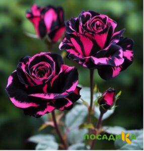 Роза Багровый Шепот купить по цене от 366р. в интернет-магазине «Посадика» с доставкой почтой в в Катав-Ивановске и по всей России – [изображение №1].