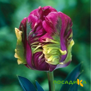 Тюльпан Экзотик Хэвен купить по цене от 186р. в интернет-магазине «Посадика» с доставкой почтой в в Катав-Ивановске и по всей России – [изображение №1].