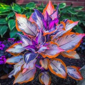 Хоста Эмеральд Тиара купить по цене от 602р. в интернет-магазине «Посадика» с доставкой почтой в в Катав-Ивановске и по всей России – [изображение №1].