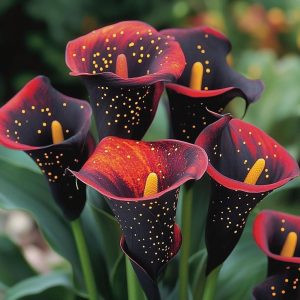 Калла Нуар купить по цене от 299р. в интернет-магазине «Посадика» с доставкой почтой в в Катав-Ивановске и по всей России – [изображение №1].