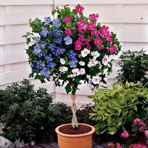 Гибискус-Дерево Триколор купить по цене от 289р. в интернет-магазине «Посадика» с доставкой почтой в в Катав-Ивановске и по всей России – [изображение №1].