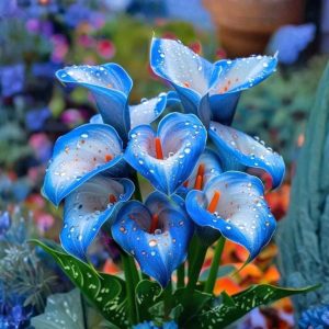 Калла Портрейт купить по цене от 292р. в интернет-магазине «Посадика» с доставкой почтой в в Катав-Ивановске и по всей России – [изображение №1].