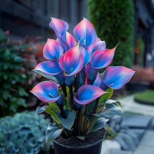 Калла Импрессия купить по цене от 590р. в интернет-магазине «Посадика» с доставкой почтой в в Катав-Ивановске и по всей России – [изображение №1].