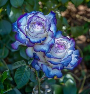 Роза Пэтолз Хоуп купить по цене от 333р. в интернет-магазине «Посадика» с доставкой почтой в в Катав-Ивановске и по всей России – [изображение №1].