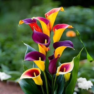 Калла Кристалл купить по цене от 450р. в интернет-магазине «Посадика» с доставкой почтой в в Катав-Ивановске и по всей России – [изображение №1].