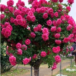 Роза Версаля купить по цене от 232р. в интернет-магазине «Посадика» с доставкой почтой в в Катав-Ивановске и по всей России – [изображение №1].