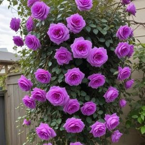 Роза Мистик Уайт купить по цене от 620р. в интернет-магазине «Посадика» с доставкой почтой в в Катав-Ивановске и по всей России – [изображение №1].