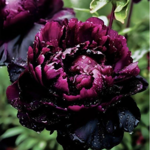 Пион Темный Сад купить по цене от 421р. в интернет-магазине «Посадика» с доставкой почтой в в Катав-Ивановске и по всей России – [изображение №1].