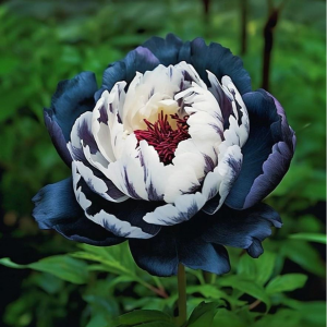 Пион Древовидный Инь-Янь купить по цене от 419р. в интернет-магазине «Посадика» с доставкой почтой в в Катав-Ивановске и по всей России – [изображение №1].