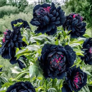 Пион древовидный Сердце Афродиты купить по цене от 600р. в интернет-магазине «Посадика» с доставкой почтой в в Катав-Ивановске и по всей России – [изображение №1].