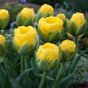 Тюльпан махровый Ванила Коп купить по цене от 159р. в интернет-магазине «Посадика» с доставкой почтой в в Катав-Ивановске и по всей России – [изображение №1].