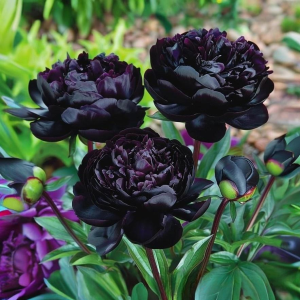 Пион Королевский Бархат купить по цене от 419р. в интернет-магазине «Посадика» с доставкой почтой в в Катав-Ивановске и по всей России – [изображение №1].