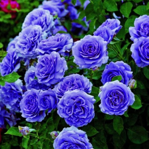 Роза Блю Мун купить по цене от 450р. в интернет-магазине «Посадика» с доставкой почтой в в Катав-Ивановске и по всей России – [изображение №1].