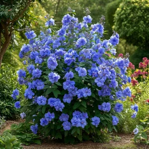 Гибискус Сансет Блоссом купить по цене от 248р. в интернет-магазине «Посадика» с доставкой почтой в в Катав-Ивановске и по всей России – [изображение №1].