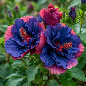 Гибискус Роуз Шайн купить по цене от 360р. в интернет-магазине «Посадика» с доставкой почтой в в Катав-Ивановске и по всей России – [изображение №1].