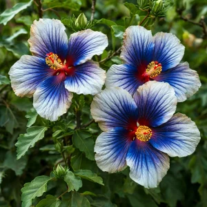 Гибискус Илюжн Вилью купить по цене от 259р. в интернет-магазине «Посадика» с доставкой почтой в в Катав-Ивановске и по всей России – [изображение №1].