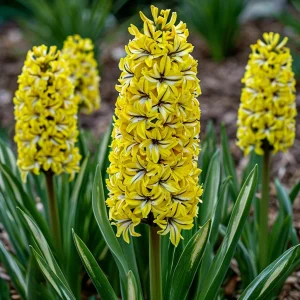 Гиацинт Сансет Голд купить по цене от 2099р. в интернет-магазине «Посадика» с доставкой почтой в в Катав-Ивановске и по всей России – [изображение №1].