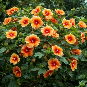 Гибискус Кристал Рэй купить по цене от 458р. в интернет-магазине «Посадика» с доставкой почтой в в Катав-Ивановске и по всей России – [изображение №1].