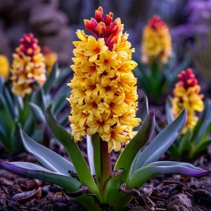 Гиацинт Миднайт Мистери купить по цене от 2099р. в интернет-магазине «Посадика» с доставкой почтой в в Катав-Ивановске и по всей России – [изображение №1].