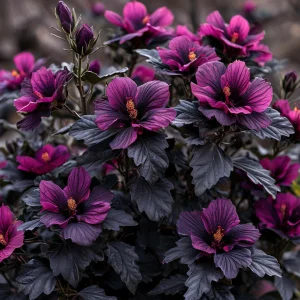 Гибискус Корал Чарм купить по цене от 271р. в интернет-магазине «Посадика» с доставкой почтой в в Катав-Ивановске и по всей России – [изображение №1].