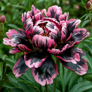 Пион Дроп Руби купить по цене от 469р. в интернет-магазине «Посадика» с доставкой почтой в в Катав-Ивановске и по всей России – [изображение №1].