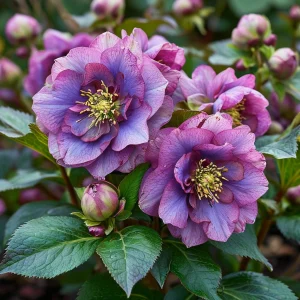 Морозник Айс Принцесс Чарм купить по цене от 650р. в интернет-магазине «Посадика» с доставкой почтой в в Катав-Ивановске и по всей России – [изображение №1].