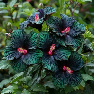 Гибискус Пикок Плюм купить по цене от 490р. в интернет-магазине «Посадика» с доставкой почтой в в Катав-Ивановске и по всей России – [изображение №1].