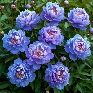 Пион Голубой лотос купить по цене от 590р. в интернет-магазине «Посадика» с доставкой почтой в в Катав-Ивановске и по всей России – [изображение №1].