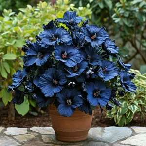 Гибискус Селестиал Флейм купить по цене от 326р. в интернет-магазине «Посадика» с доставкой почтой в в Катав-Ивановске и по всей России – [изображение №1].