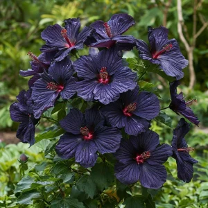 Гибискус Мэджик Момент купить по цене от 699р. в интернет-магазине «Посадика» с доставкой почтой в в Катав-Ивановске и по всей России – [изображение №1].