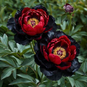 Пион Эбеновый Рубин купить по цене от 419р. в интернет-магазине «Посадика» с доставкой почтой в в Катав-Ивановске и по всей России – [изображение №1].