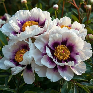 Пион Эко Саммер купить по цене от 548р. в интернет-магазине «Посадика» с доставкой почтой в в Катав-Ивановске и по всей России – [изображение №1].