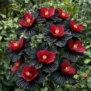 Гибискус Ройял Афеа купить по цене от 460р. в интернет-магазине «Посадика» с доставкой почтой в в Катав-Ивановске и по всей России – [изображение №1].