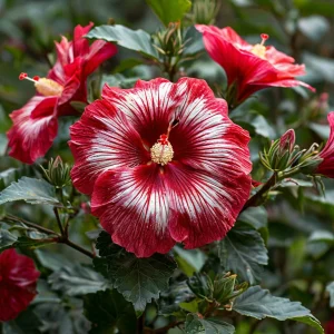 Гибискус Пурпл Мистик купить по цене от 360р. в интернет-магазине «Посадика» с доставкой почтой в в Катав-Ивановске и по всей России – [изображение №1].