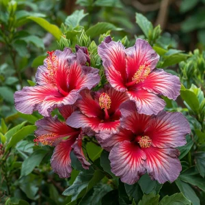 Гибискус Кримсон Флейм купить по цене от 479р. в интернет-магазине «Посадика» с доставкой почтой в в Катав-Ивановске и по всей России – [изображение №1].