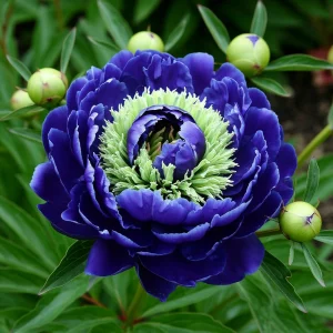 Пион Дримвивер купить по цене от 417р. в интернет-магазине «Посадика» с доставкой почтой в в Катав-Ивановске и по всей России – [изображение №1].